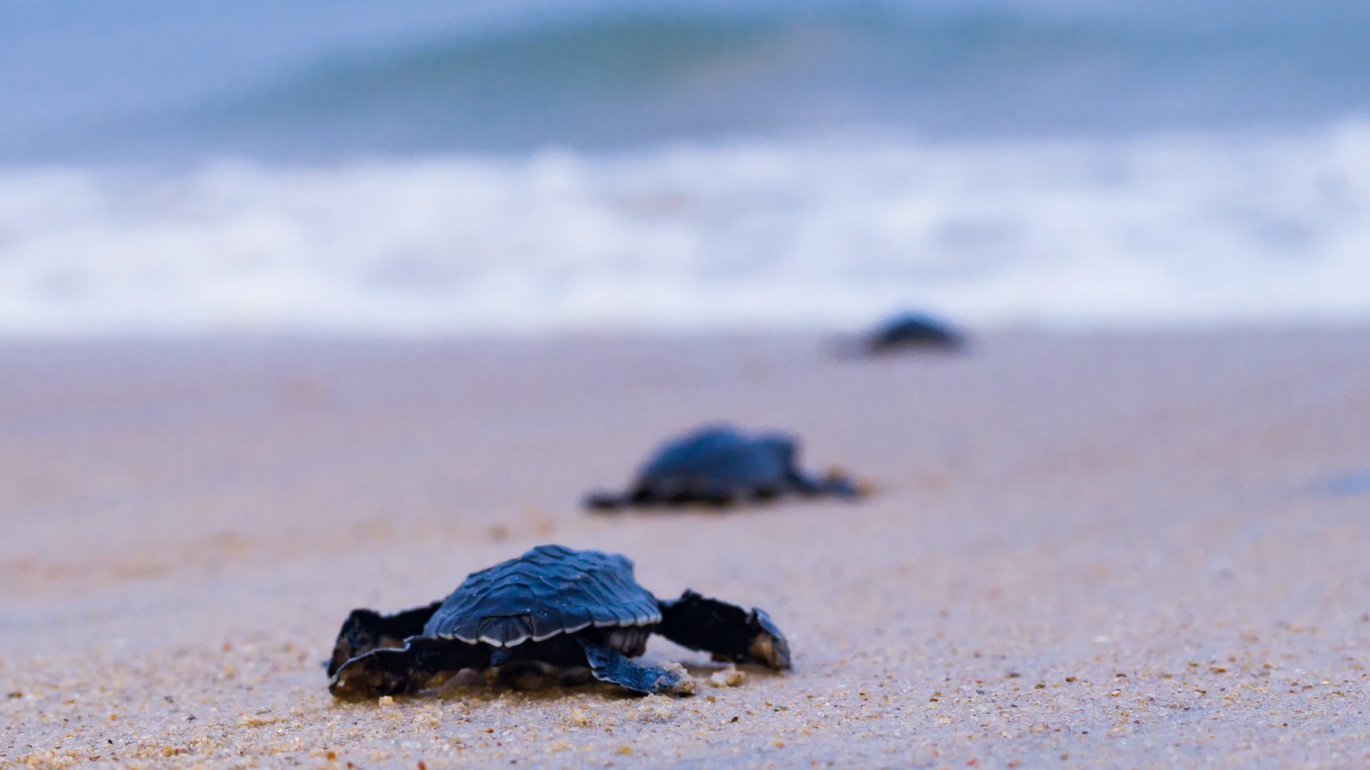 Conservation stories