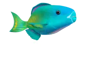 Si Como No Resort
